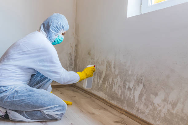 Black mold inspection in North Andover