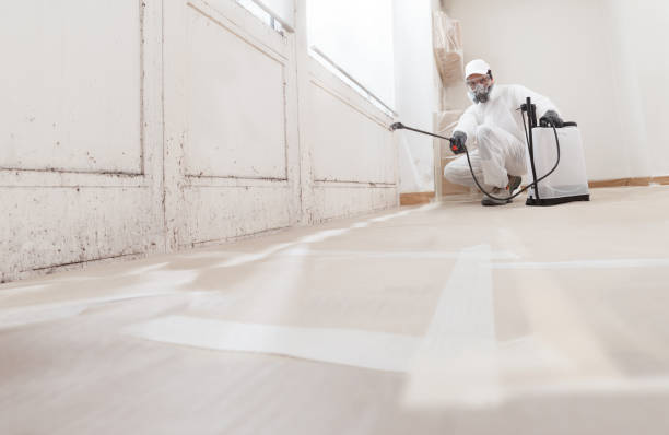 Black mold remediation team in North Andover